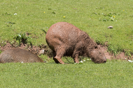 capybara水稻