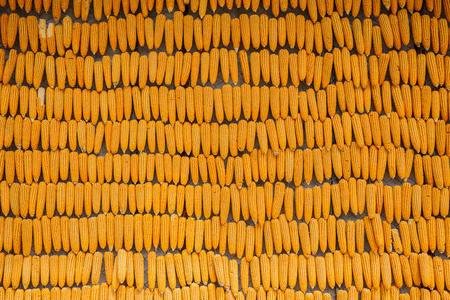 黄干的玉米捆绑在一起纹理