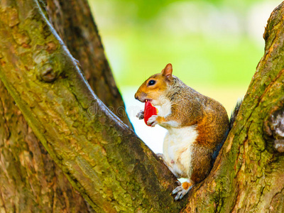 秋天公园里吃苹果的灰松鼠