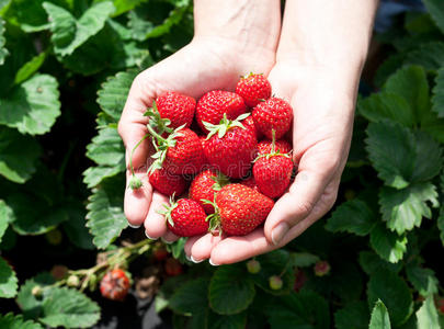 女人手中的草莓水果。