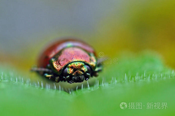 珍宝虫，金缕梅