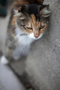 肖像 动物 主题 街道 宠物 可爱的 小猫 照相机