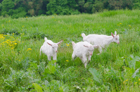 草地上一群白山羊孩子