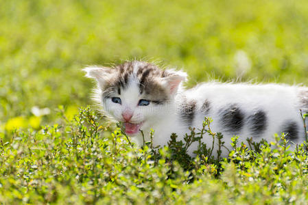 五颜六色的小猫走在绿草丛中