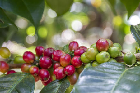 生态农场灌木丛中的生咖啡豆照片