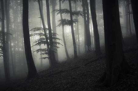神秘迷雾迷幻森林