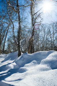 冬天的风景一棵白雪覆盖的树，背景是蓝天