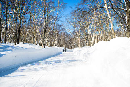 冬季景观背景上被雪覆盖的树