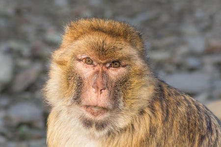 有趣的猴子肖像