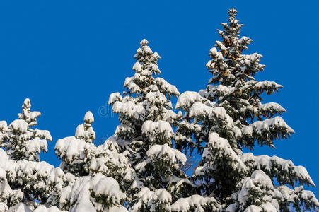 白雪覆盖的冷杉树