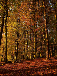 捷克共和国莫拉维亚高地的秋天橡树林