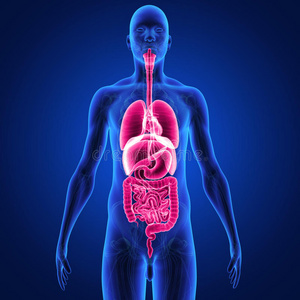 身体内部器官图片