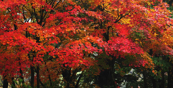 日本枫树，秋天的日本枫树