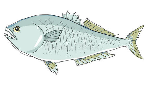 青鱼插画-青鱼手绘-青鱼卡通图-摄图新视界