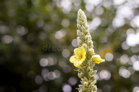 植物失去焦点