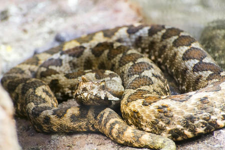 爬行动物 鼻子 毒蛇 长的 弹药 加法器 蝰蛇 危险的 欧洲