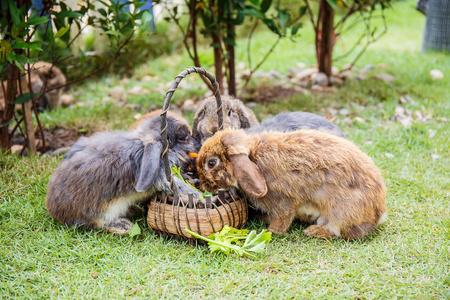 兔子在草地上花园
