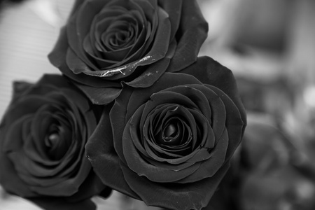玫瑰在黑色和白色