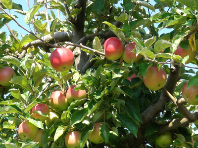 在果园里的果子成熟的苹果