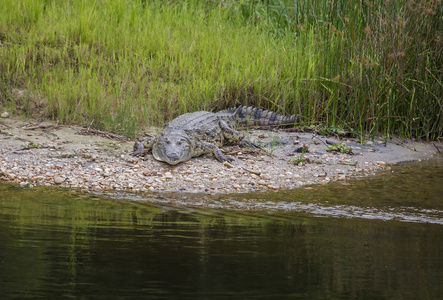 一条鳄鱼在维多利亚湖