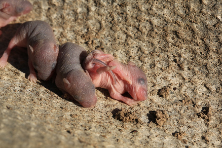 老鼠刚出生的样子图片