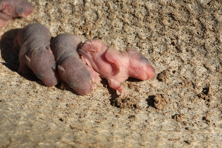 刚出生的婴儿野生老鼠小老鼠照片