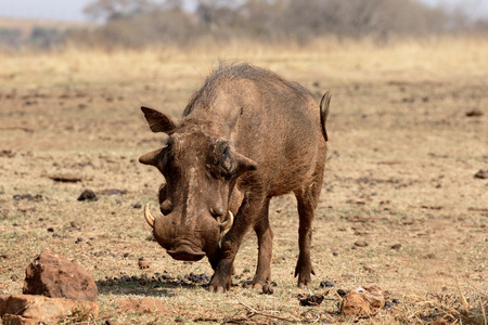 疣猪，Phacochoerus aethiopicus