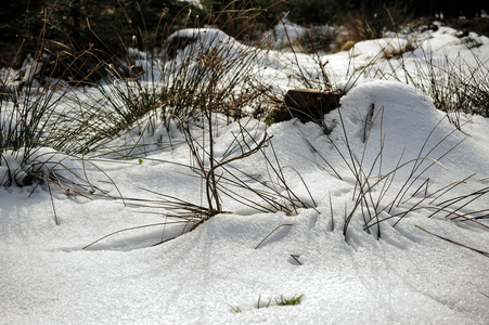 植物在雪中