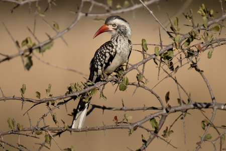 红嘴犀鸟 tockus erythrorhynchus