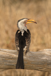 南黄嘴犀鸟，tockus leucomelas