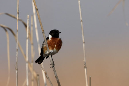 stonechat，该岩黄连