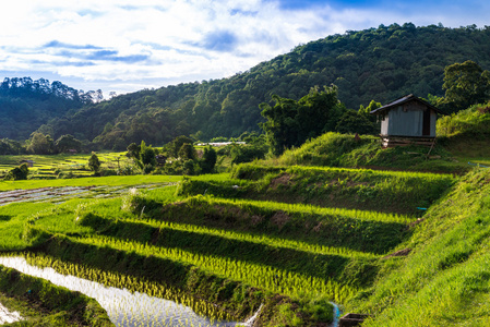 在泰国北部的清迈的水稻梯田