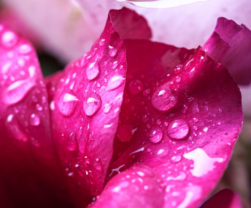 深红的花瓣上的雨滴