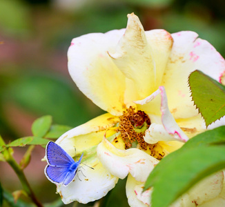黄色玫瑰在玫瑰花园与蓝色蝴蝶