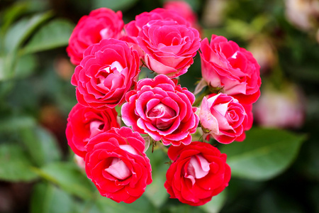 花园中的粉红色和红色玫瑰