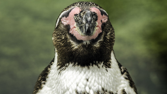 洪堡企鹅 Spheniscus humboldti 的肖像