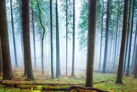 神秘的雾在绿色森林