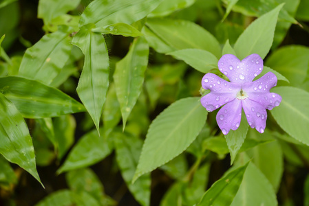 雨后野花