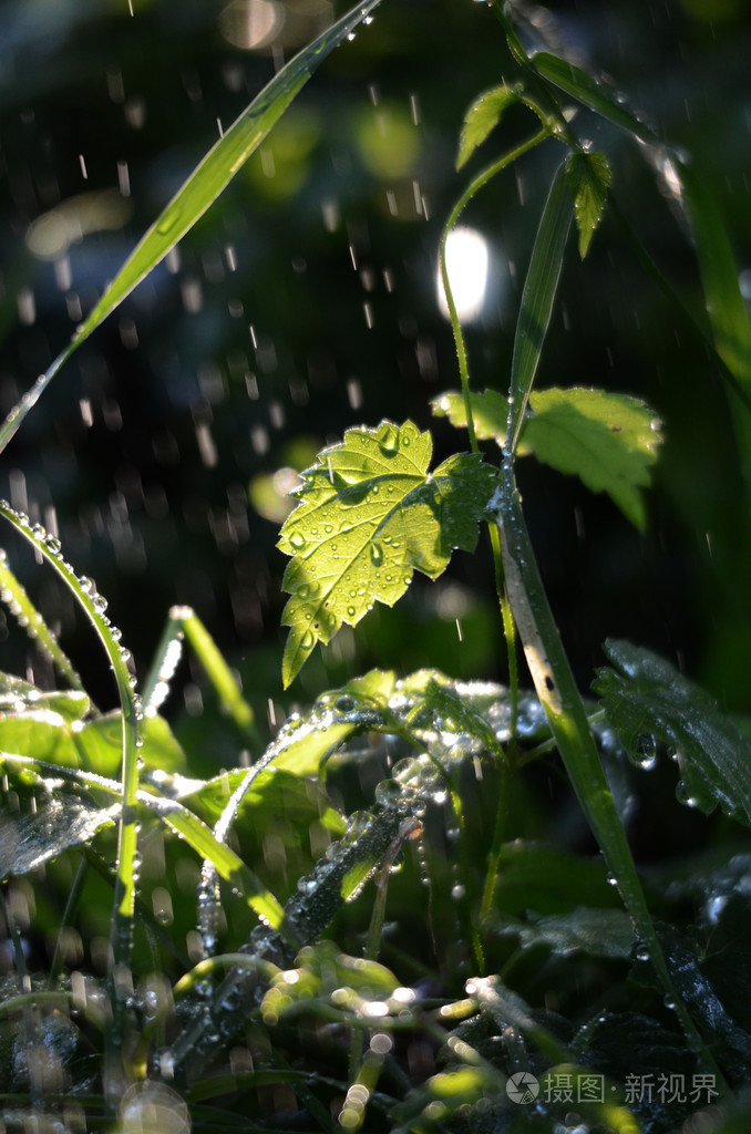 早上落在绿草上的雨滴