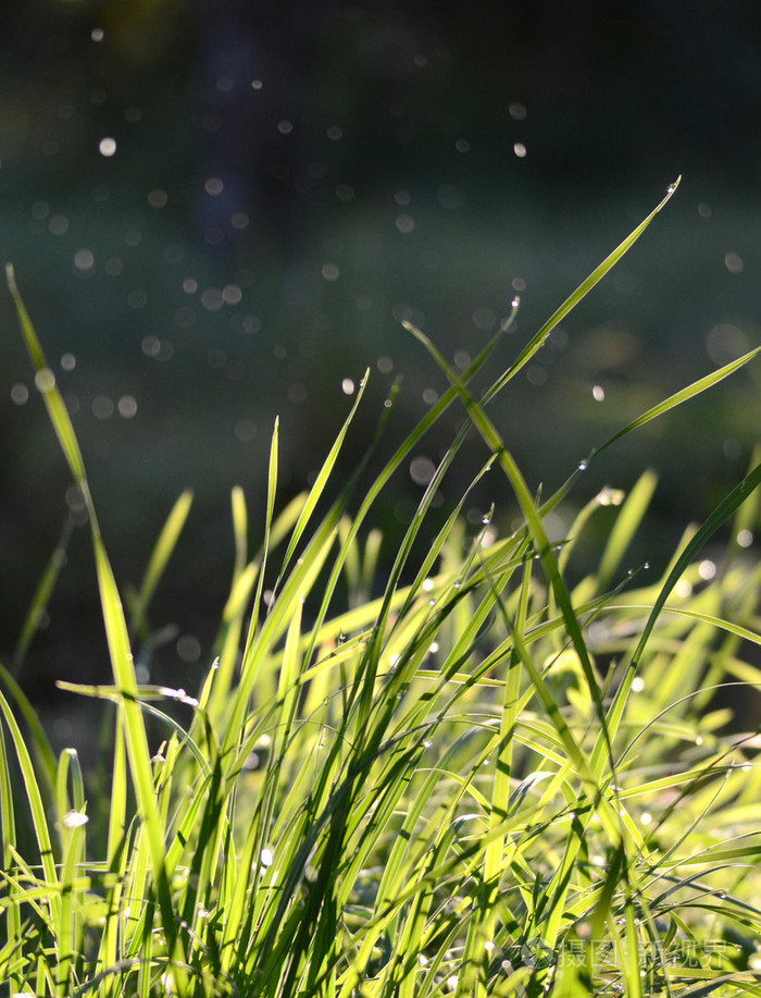 早上落在绿草上的雨滴