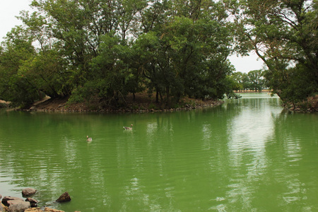 绿色的湖与漂浮的鸭子