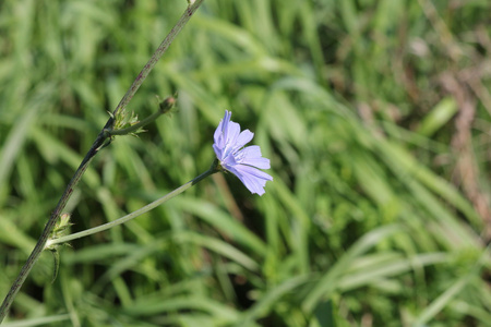 菊苣植物花菊苣