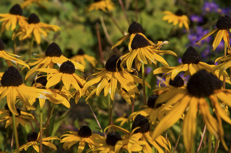 紫色针叶花 rudbeckia fulgida