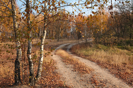 在秋天的树林的路。金色的秋天