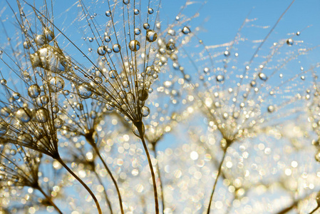 露水蒲公英花