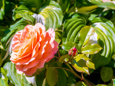 美丽的橙色玫瑰种植在花园里