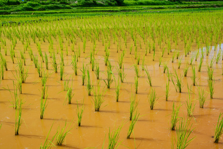 年轻的水稻发芽日益增长的稻田里准备好了