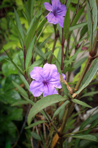 紫色的小花，在树上