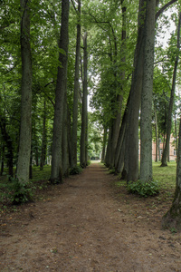 森林之路