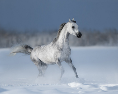 灰色的阿拉伯马驰骋在雪场上